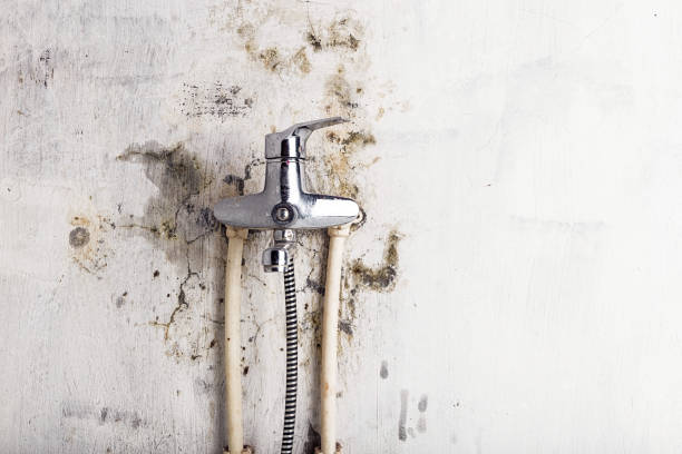 Best Mold Removal Company Near Me  in North Decatur, GA