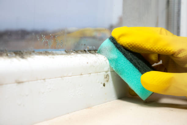 Best Mold Removal Specialists  in North Decatur, GA