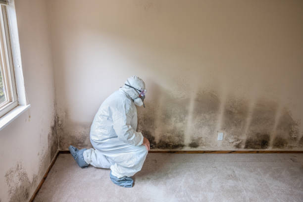 Attic Mold Removal in North Decatur, GA