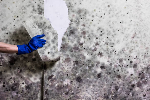 Best Attic Mold Removal  in North Decatur, GA
